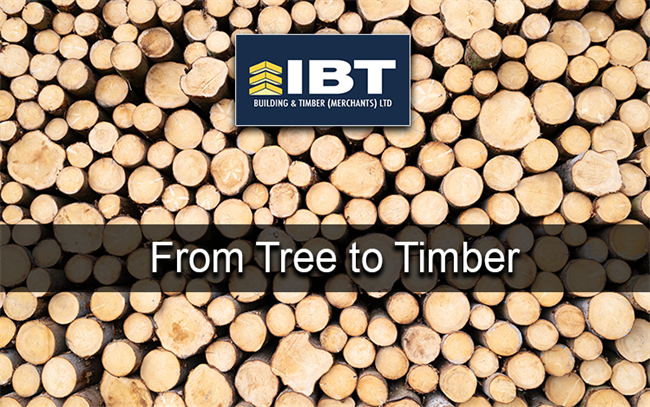 FROM TREE TO TIMBER